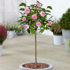 Camellia Spring Festival Patio Tree - 70-80cm (Incl. Pot)